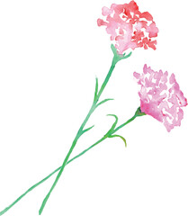 水彩画。母の日のカーネーションベクターイラストセット。Watercolor. Mother's Day carnation vector illustration set.