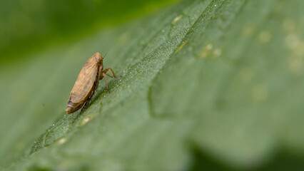 Leaf hopper sitting on a leaf