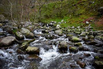 Forest stream rapids