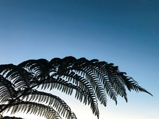 new zealand fern © PenelopeDC