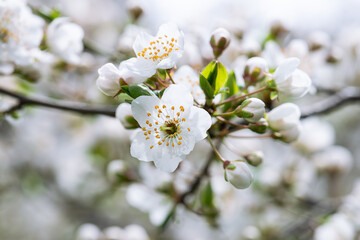 Beautiful spring composition with blooming cherry tree branch macro view.