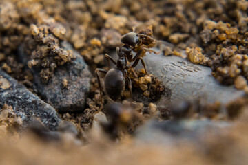 Black ant (Lasius niger) moving soil