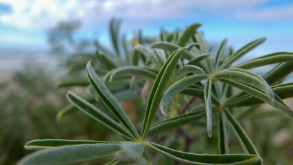coastal nature macro