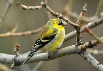 pretty yellow male american goldfinch in spring, transitioning to his breeding plumage, perched in...