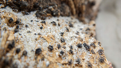 sandy driftwood macro