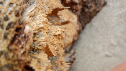 sandy driftwood macro
