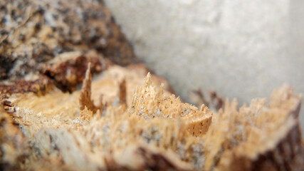 sandy driftwood macro