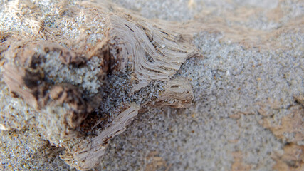 sandy driftwood macro