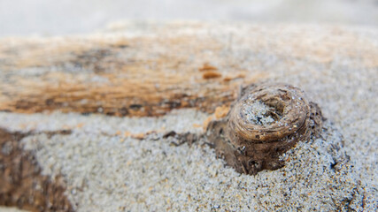sandy driftwood macro
