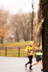 Fototapeta premium Squirrel climbing down tree on a snowy day in Central Park, New York, Manhattan. Joggers in background