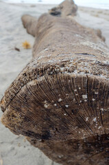 driftwood log on the beach
