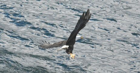 Puget Sound Eagle