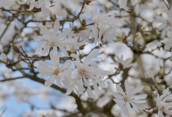 Close up of beautiful white magnolia flowers, photographed in spring in the RHS Wisley garden, Surrey UK.