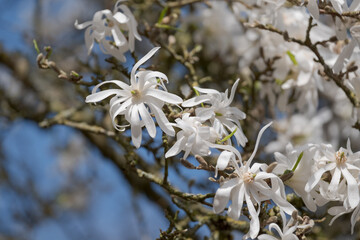 Close up of beautiful white magnolia flowers, photographed in spring in the RHS Wisley garden, Surrey UK.