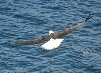 Puget Sound Eagle
