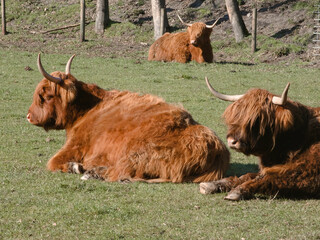 Eine Weide mit flauschigen braunen schottischen Rindern mit Hörnern 
