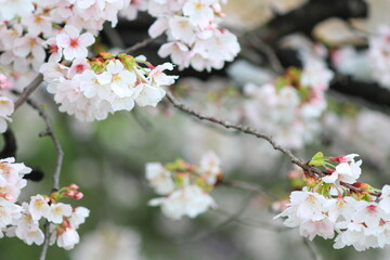 Obraz premium 春 公園の桜の花が満開 日本の花