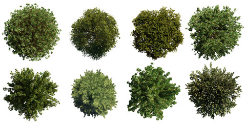 trees from above, collection of lush plants isolated on transparent background  - 585565770