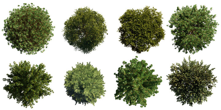 trees from above, collection of lush plants isolated on transparent background 