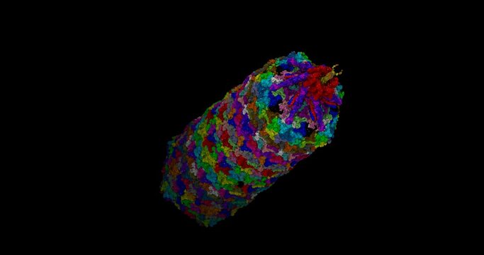 Head part of bacteriophage SU10, a bacterial virus,  3D molecule 4K spinning 1