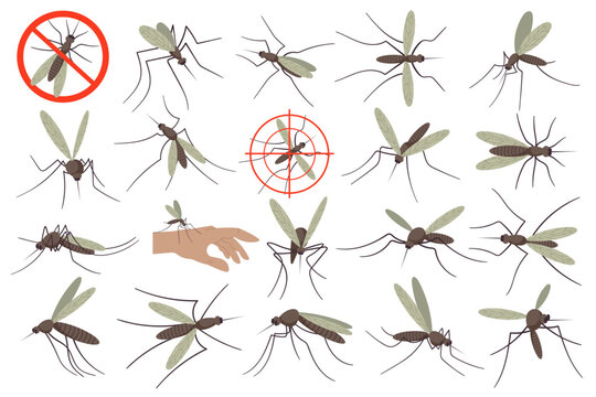 Mosquitoes flat illustrations set. Small flying insect, bites and sucks blood. Neutralize bug