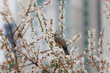 Hypsipetes amaurotis (brown-eared bulbul) is eating a plum (Prunus mume) flower.