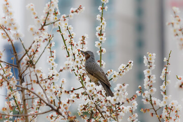 Hypsipetes amaurotis (brown-eared bulbul) is eating a plum (Prunus mume) flower.