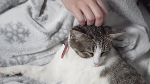 Female owner patting cute white, gray cat with closed eyes lying on sofa covered with christmas blanket