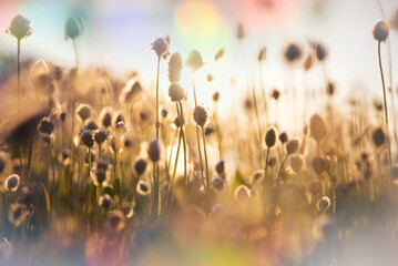 Sunny meadow