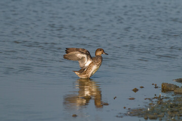 Female pochard duck (Aythya ferina) flapping