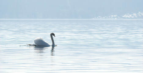 Banner,a Royal Swan swims in the calm waters of a lake