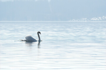 A Royal Swan swims in the calm waters of a lake