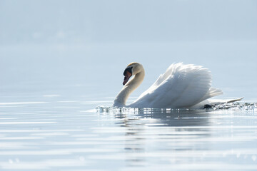 A Royal Swan swims in the calm waters of a lake