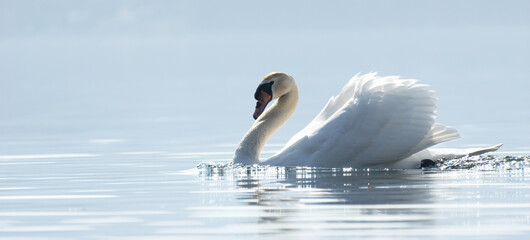 Banner,a Royal Swan swims in the calm waters of a lake