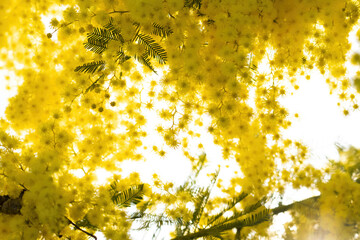 flowers and potted flowers of mimosa a beautiful flower symbol of Women&rsquo;s Day celebrated on March 8