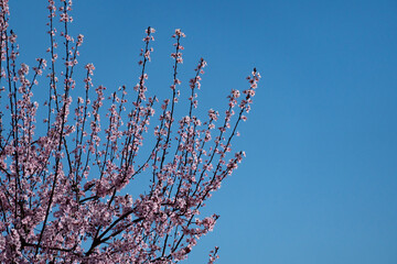 tree branches with the first flowers of spring