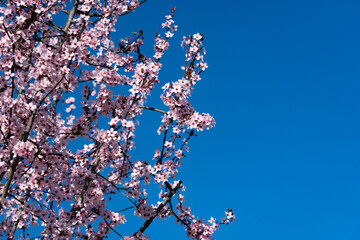 tree branches with the first flowers of spring