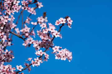 tree branches with the first flowers of spring