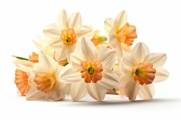 Pastel color Daffodils