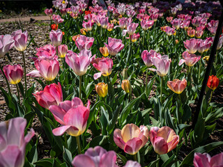Field of Pink Tulips