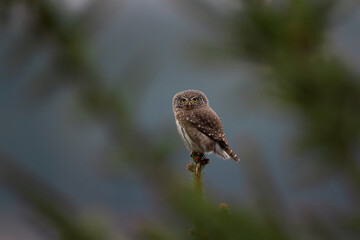Eurasian smallest owl. Eurasian pygmy owl on the branch. Small brown bird in Europe. European wildlife during winter.