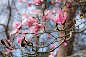 Close up of beautiful pink flowers of the Magnolia Campbellii tree, photographed in the RHS Wisley garden, Surrey UK.