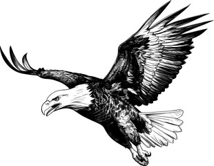 eagle flying ,sketch vector graphics monochrome illustration , Engraving