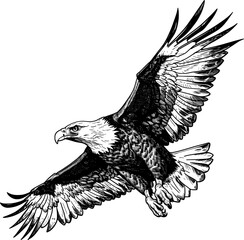 eagle flying ,sketch vector graphics monochrome illustration , Engraving
