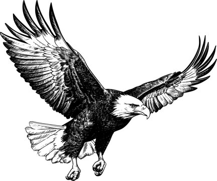 eagle flying ,sketch vector graphics monochrome illustration , Engraving