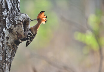 Eurasian hoopoe or Common hoopoe