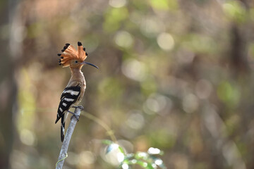 Eurasian hoopoe or Common hoopoe © panda3800