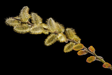 Fototapeta premium Blossoming pussy-willow twig, isolated on black background