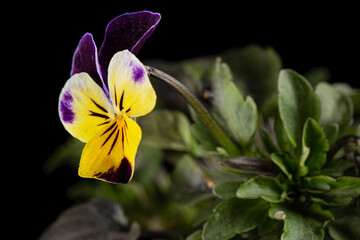 Viola tricolor, lat. Johnny Jump up, or Viola cornuta, lat. Horned Violet, isolated on black background