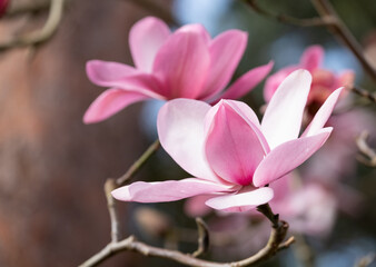 Close up of beautiful pink flowers of the Magnolia Campbellii tree, photographed in the RHS Wisley garden, Surrey UK.